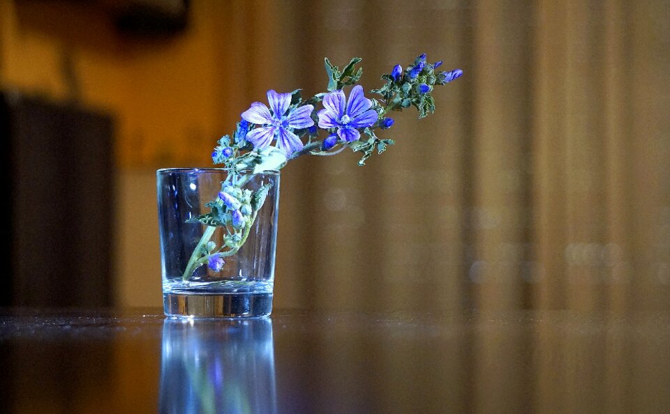 Wild flower spring beauty