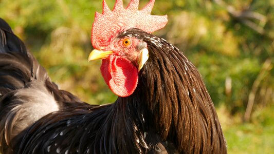 Poultry chicken feather photo