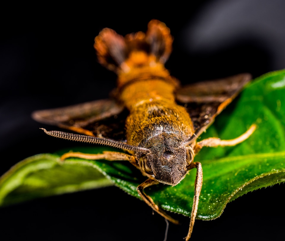 Butterfly insect close up