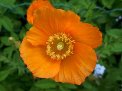 Bloom orange flower