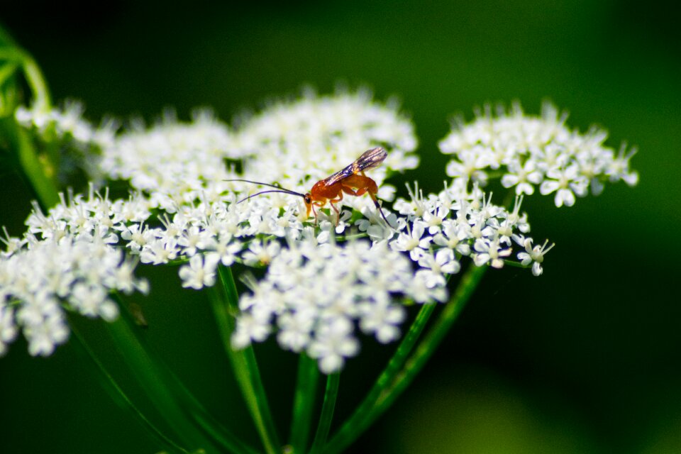 Nature insect flora
