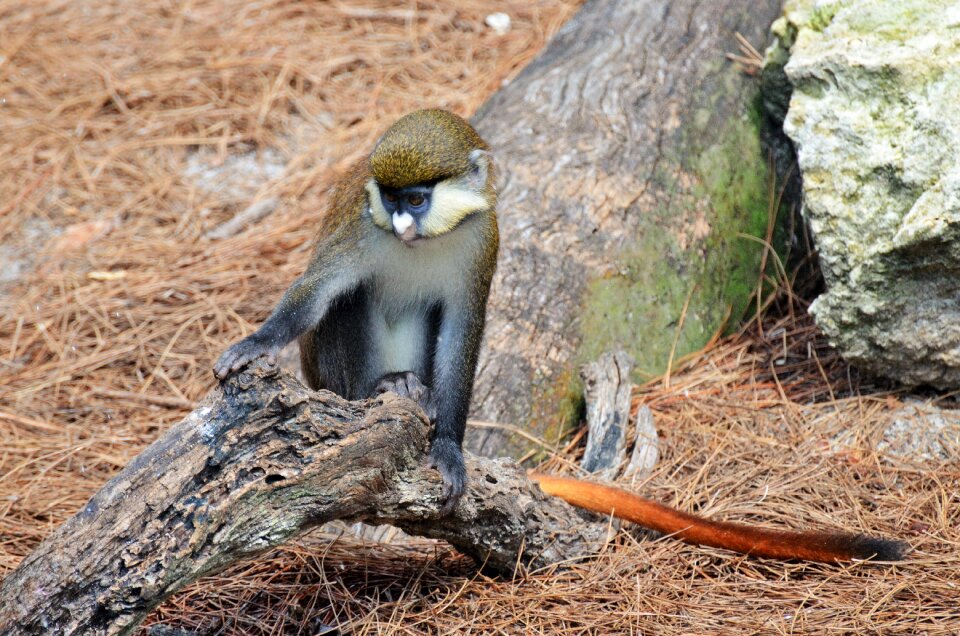 Animal zoo primates