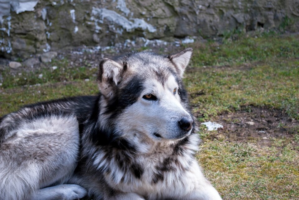 Dog alijašský malamute animal