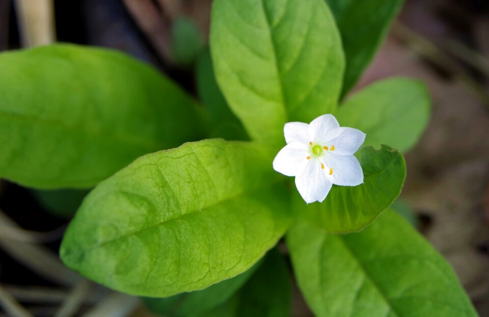 Tiny flower little flowers flowers