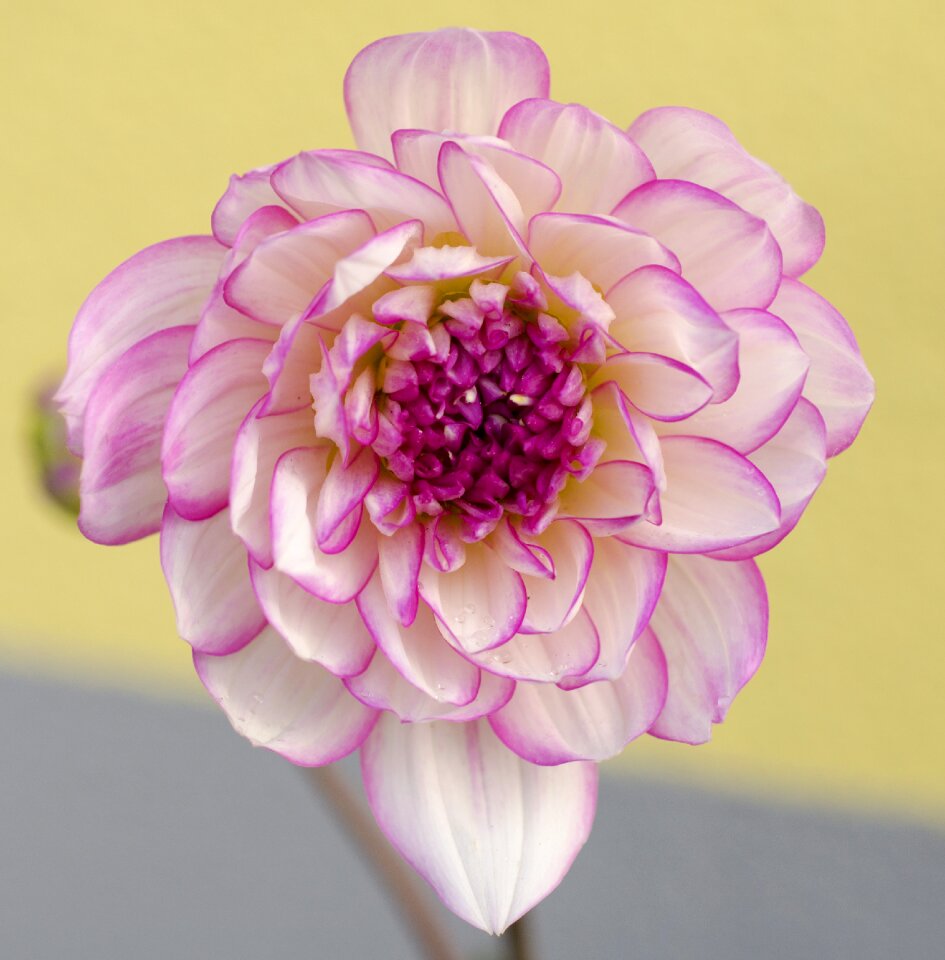 Bloom flower garden purple flower