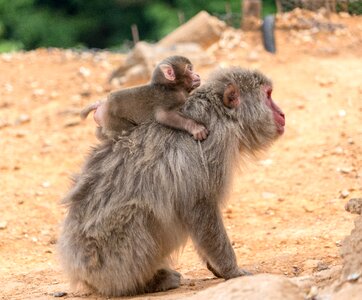 Monkeys mother baby