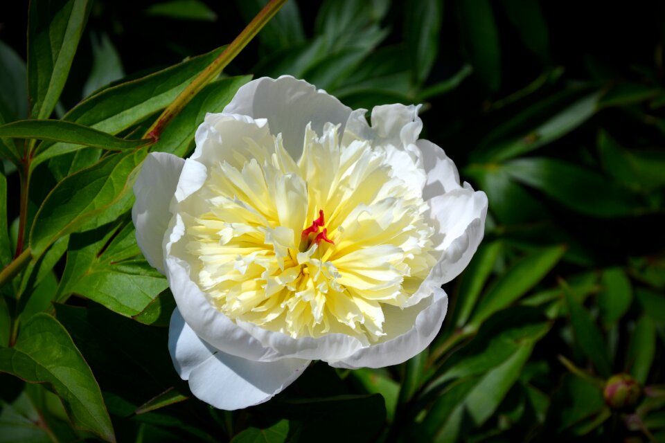White flora yellow photo