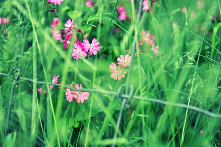 Bloom blossom grass