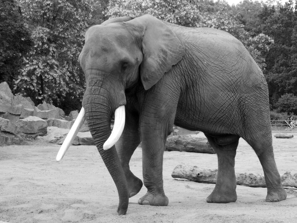 Black white pachyderm creature