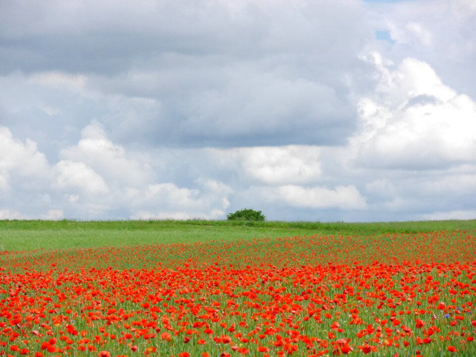Poppy meadow poppy meadow