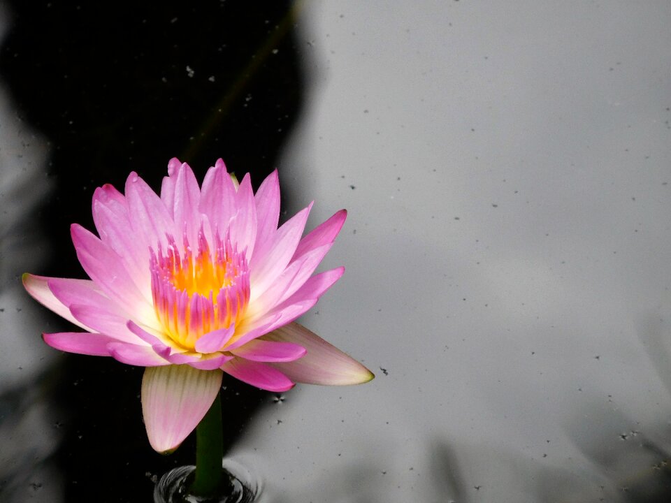 Water flower natural lake
