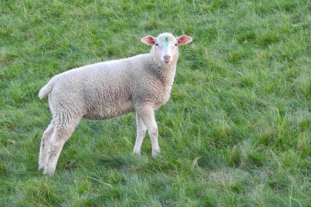 Young animal livestock grass photo