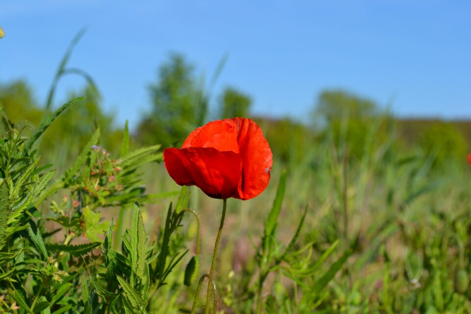 Spring red red flower