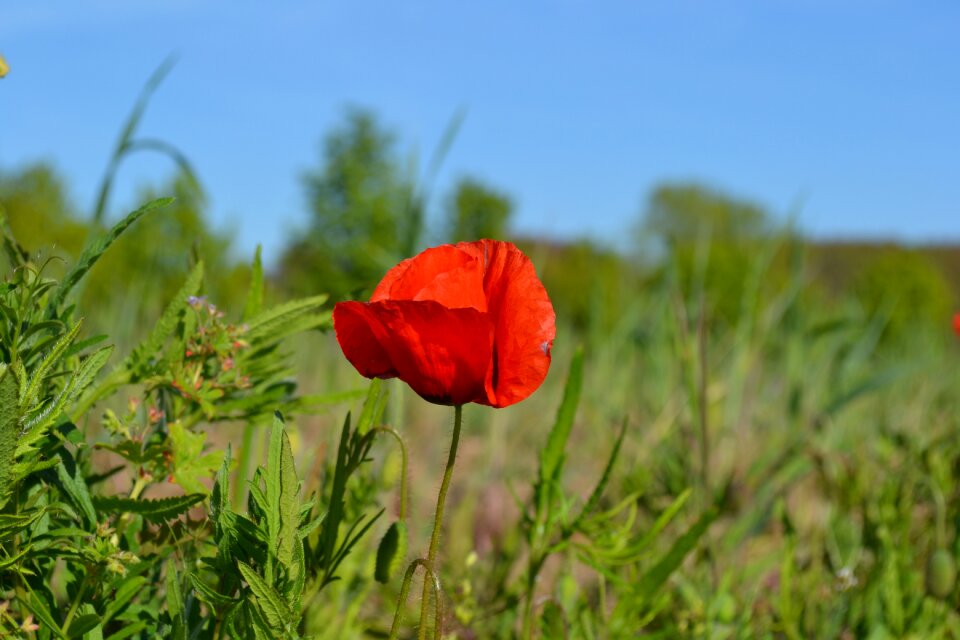 Spring red red flower photo