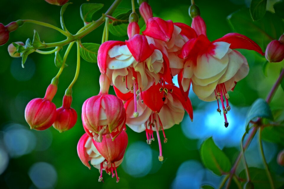 Red close up balcony plant