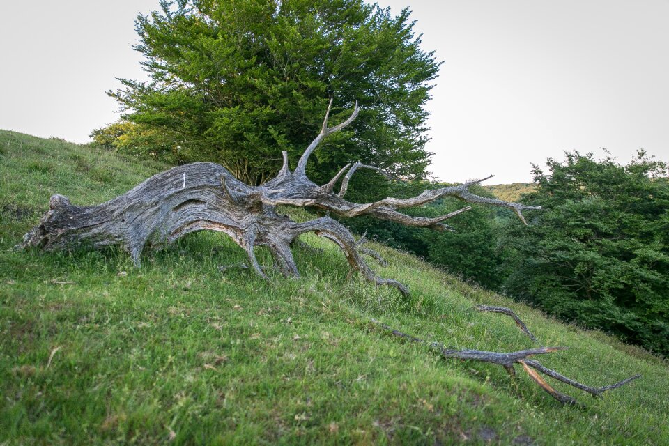 Hills summer viborg