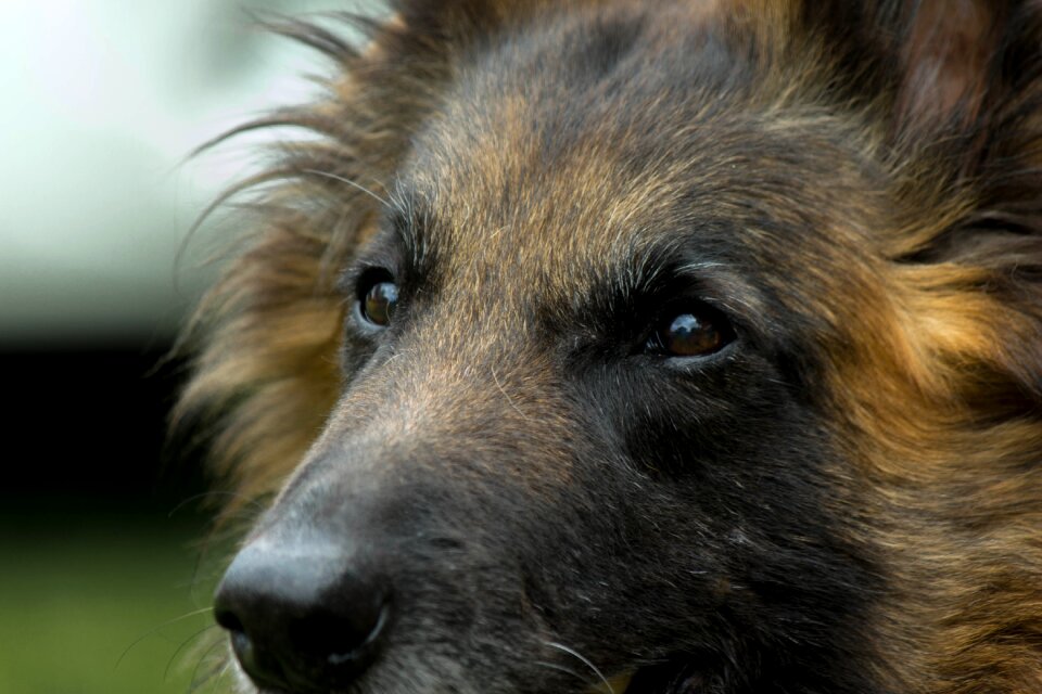 Look belgian shepherd long hair