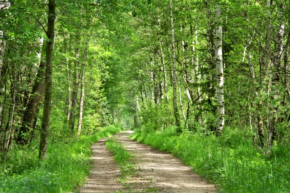 Trees forest path trail