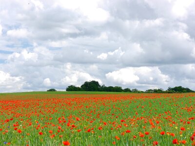 Poppy meadow poppy meadow