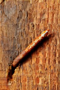 Rusted nail macro photo