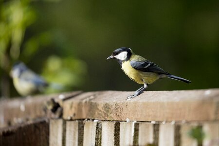 Nature wildlife