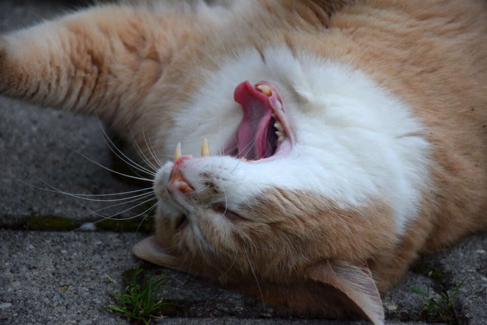 Animal tongue tooth