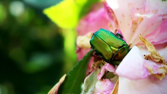 Garden parasites summer