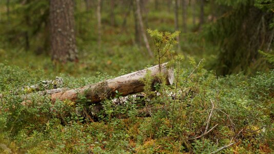 Finnish forest nature