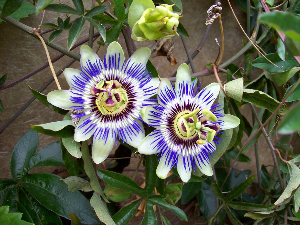 Flower passion nature