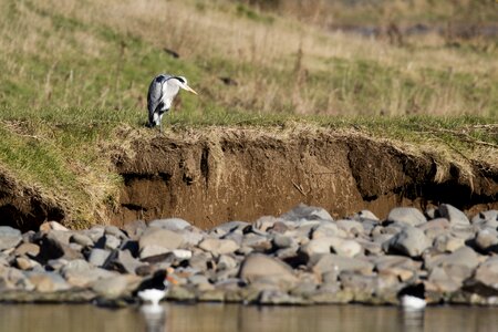 Wildlife nature ornithology