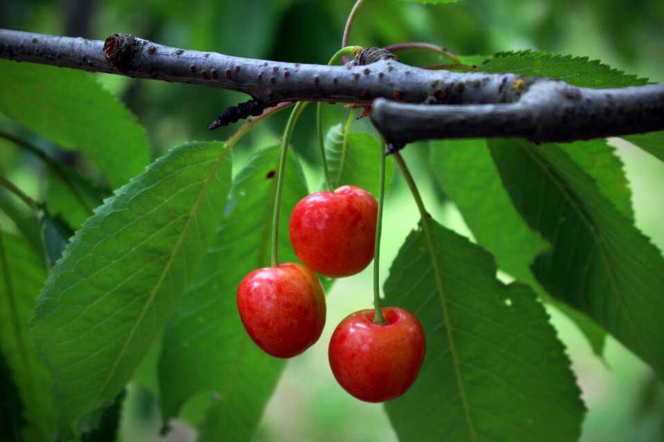 Fruit summer red