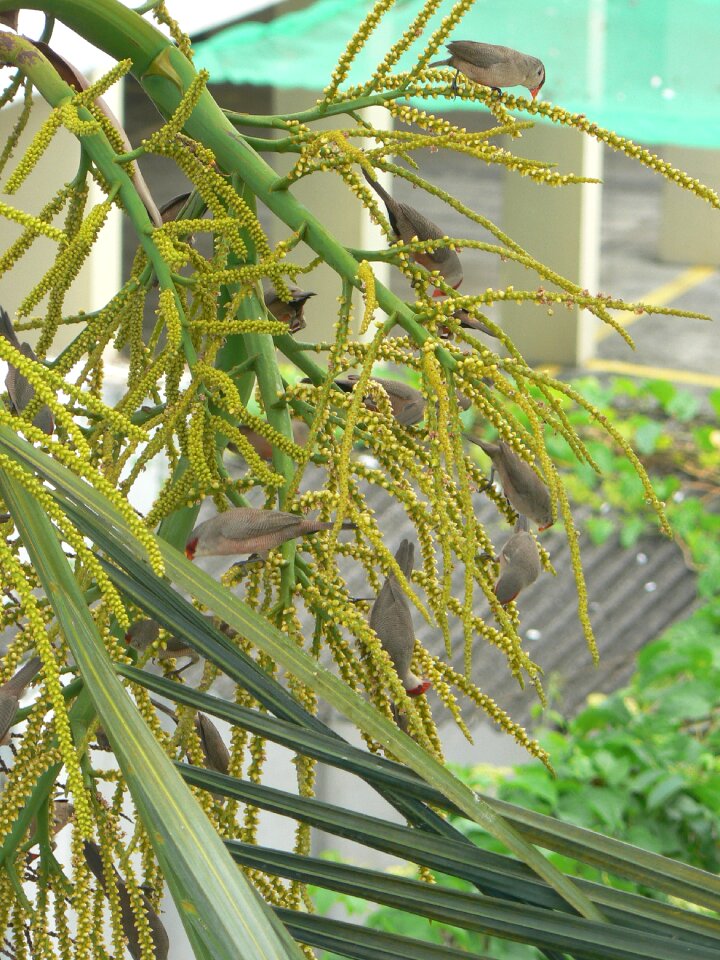 Palm tree brazil green