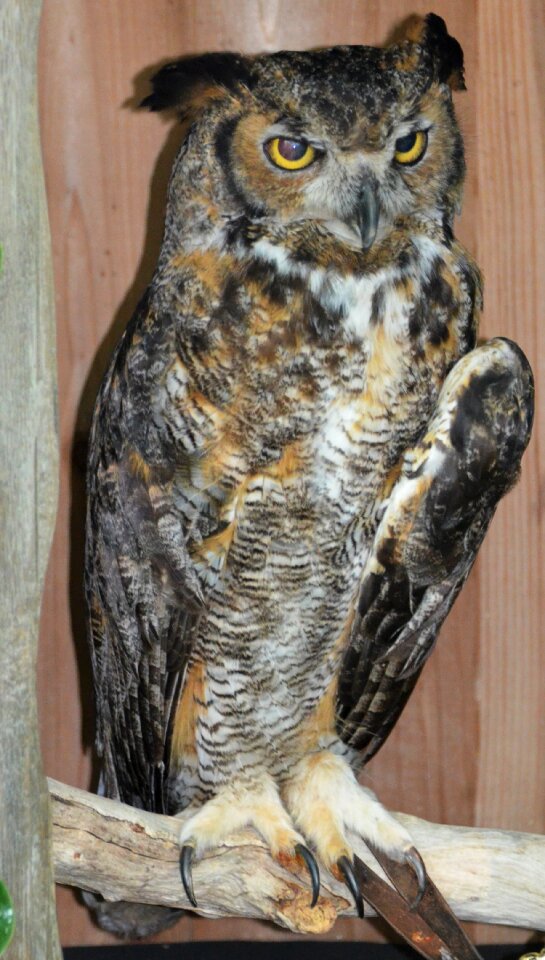 Owl raptor bird