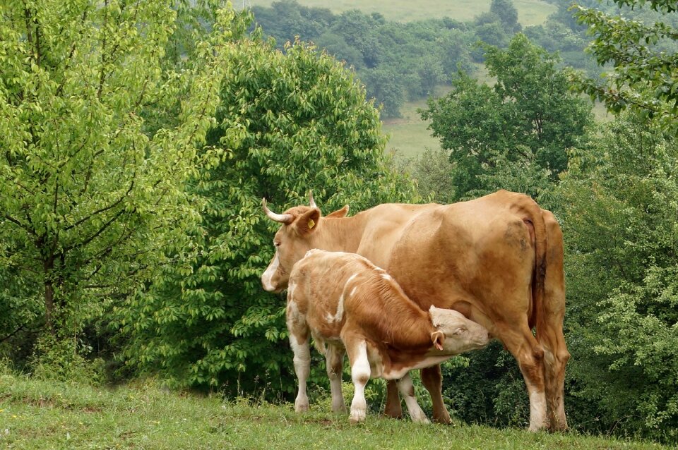 Cub economy pasture