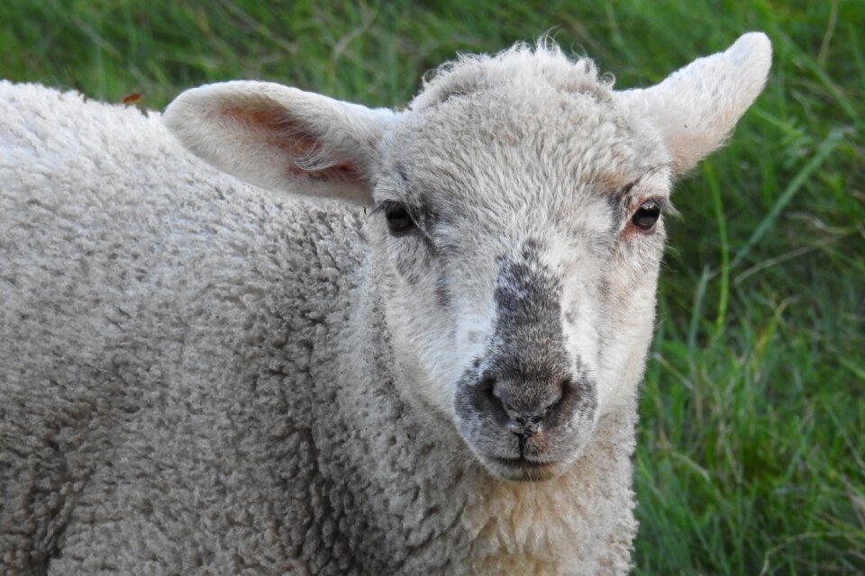 Young animal livestock grass