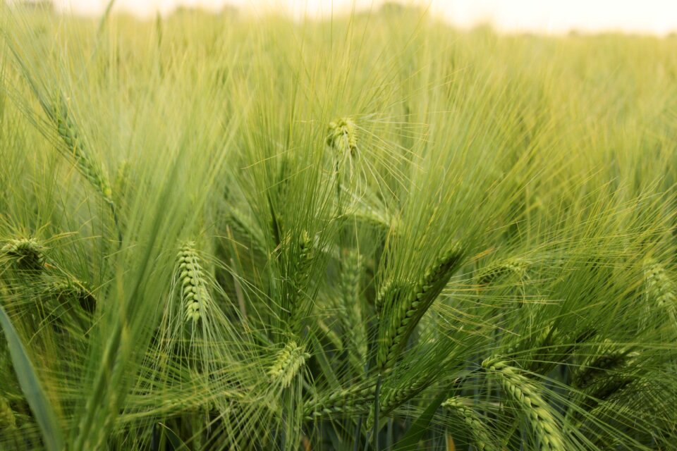 Cereals nature harvest