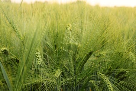 Cereals nature harvest photo