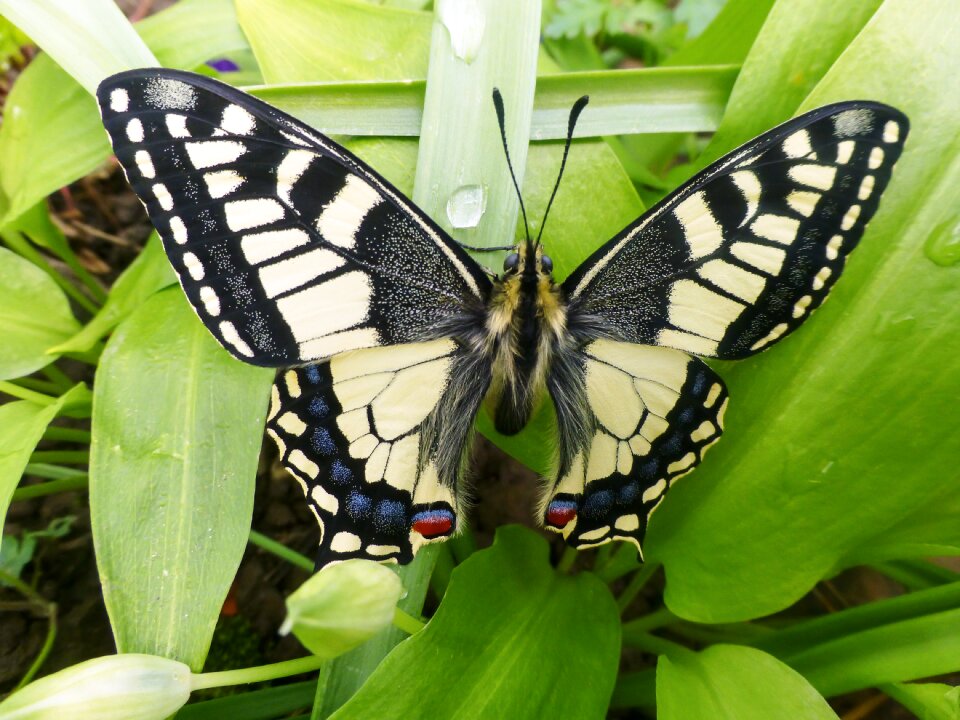 Animal colorful wing