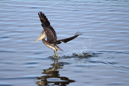 Waterbird shorebird california