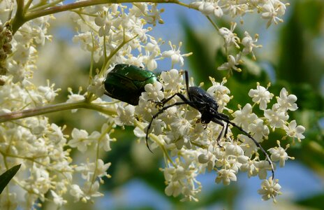 Beetle the beetles brouček photo
