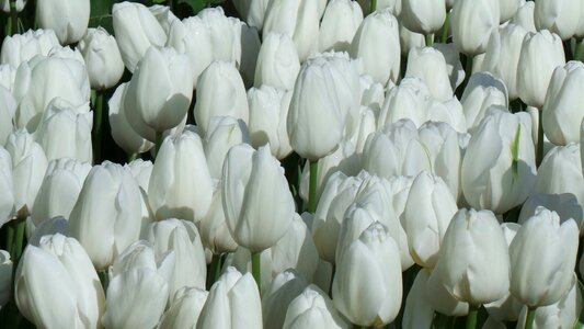 Pure floral blooming