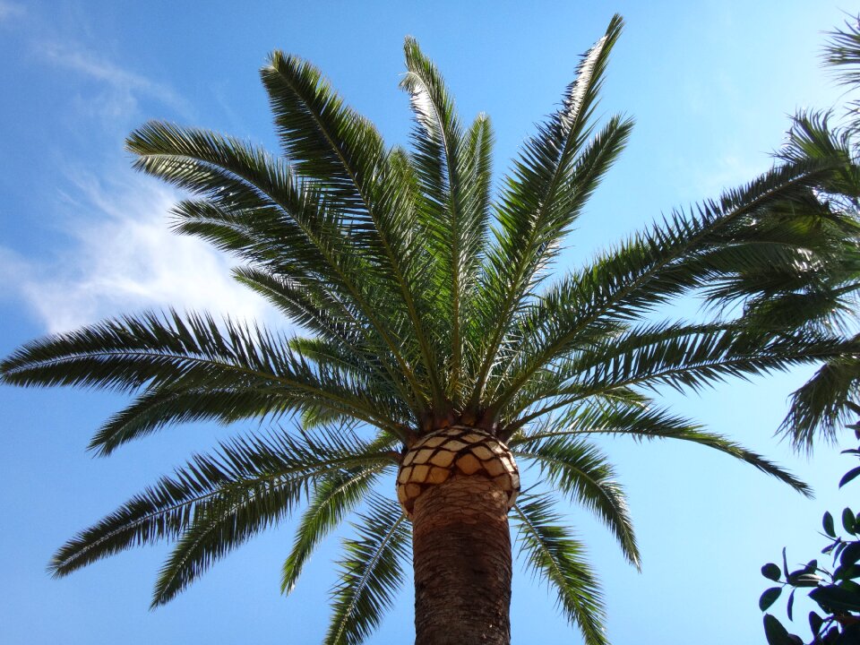 Sky palm landscape