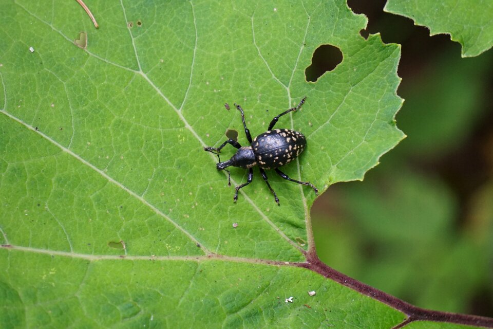 Nature insect animal