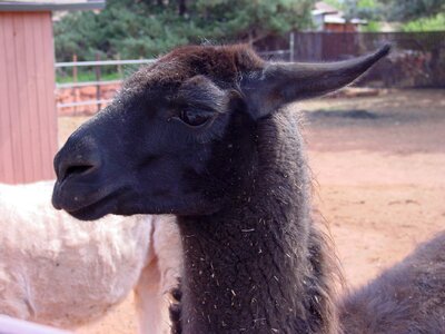 Wool curly domesticated