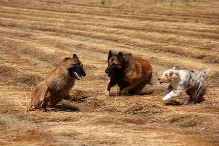Game field playing