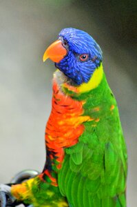 Animal nature plumage