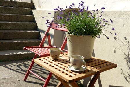 Cup lavender idyll photo