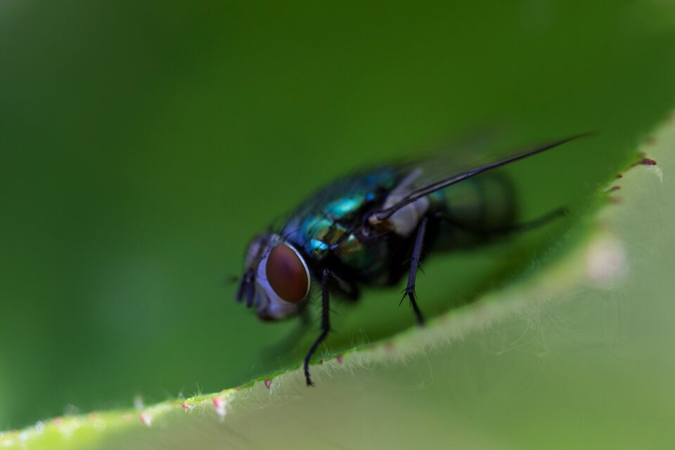 Wing close up flying