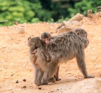 Monkeys mother baby piggy back riding photo