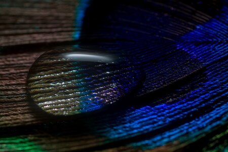 Macro nahaufmahme peacock